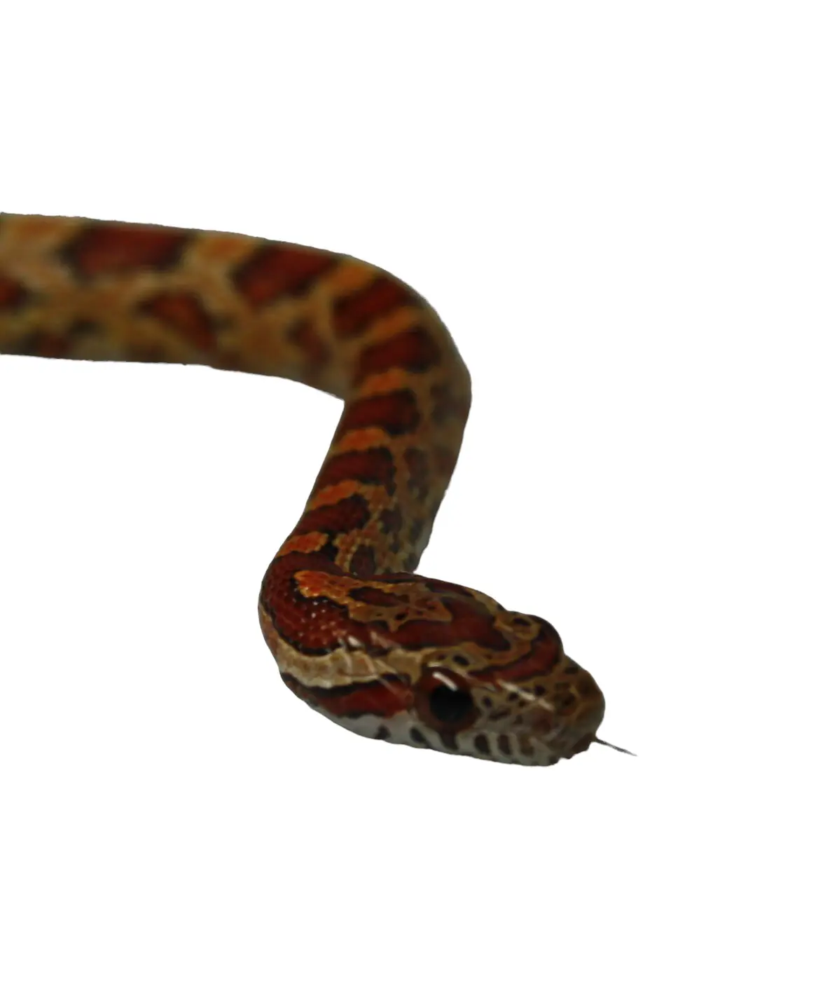 kornsnog unge (Pantherophis guttatus)